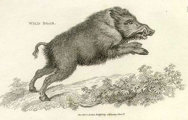 634x407 Wild Boar In Lincolnshire ~ When Did They Die Out Rod Collins - Wild Hog Sketch