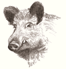 224x234 Wild Boar Drawing - Wild Hog Sketch