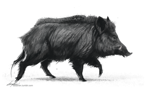 500x311 Wild Boar Drawing - Wild Hog Sketch