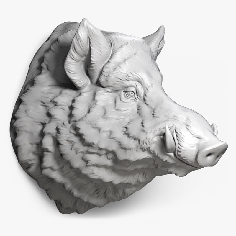 800x800 Wild Boar Head Obj - Wild Hog Sketch