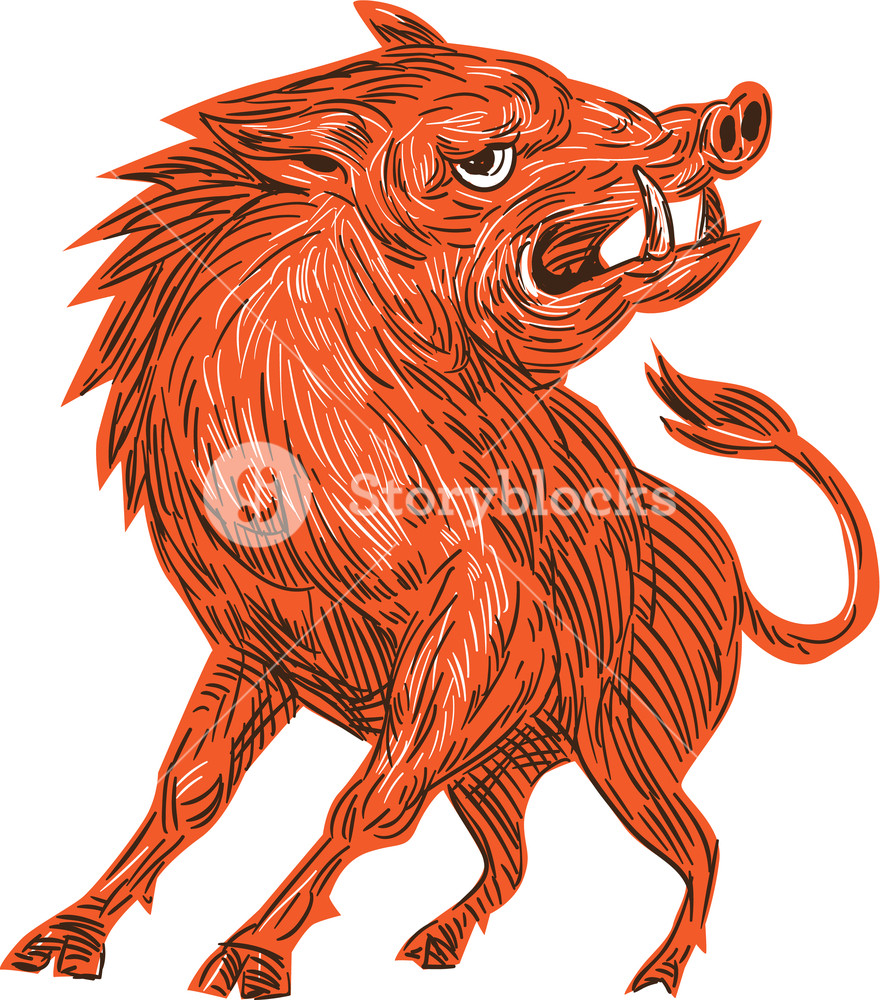 880x1000 Drawing Sketch Style Illustration Of An Angry Wild Pig Boar - Wild Hog Sketch