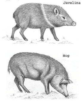 282x338 Feral Hogs Vs. Javelina Texas Parks Amp Wildlife Department - Wild Hog Sketch