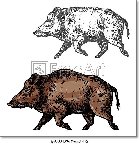561x581 Free Art Print Of Boar Aper Vector Sketch Wild Animal. Boar Wild - Wild Hog Sketch
