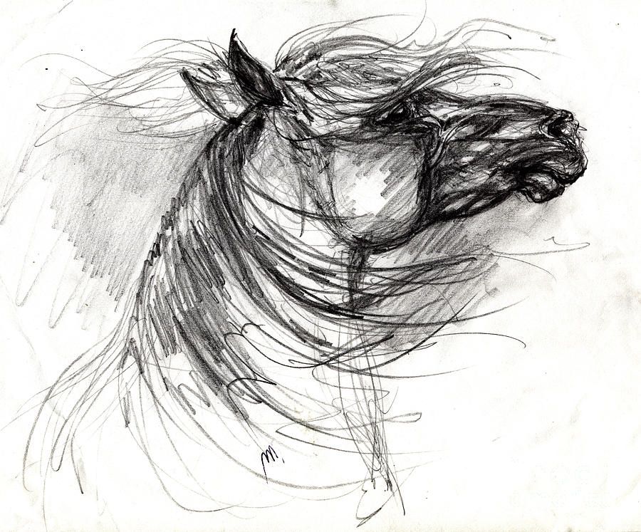 900x747 Wild Horses Drawings For Sale Art Horse Drawings - Wild Horse Sketch
