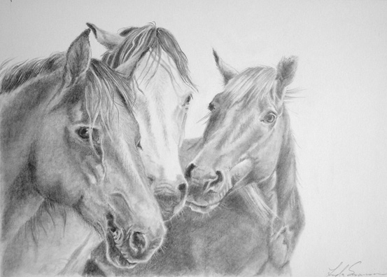 Wild Horse Sketch at PaintingValley.com | Explore collection of Wild ...