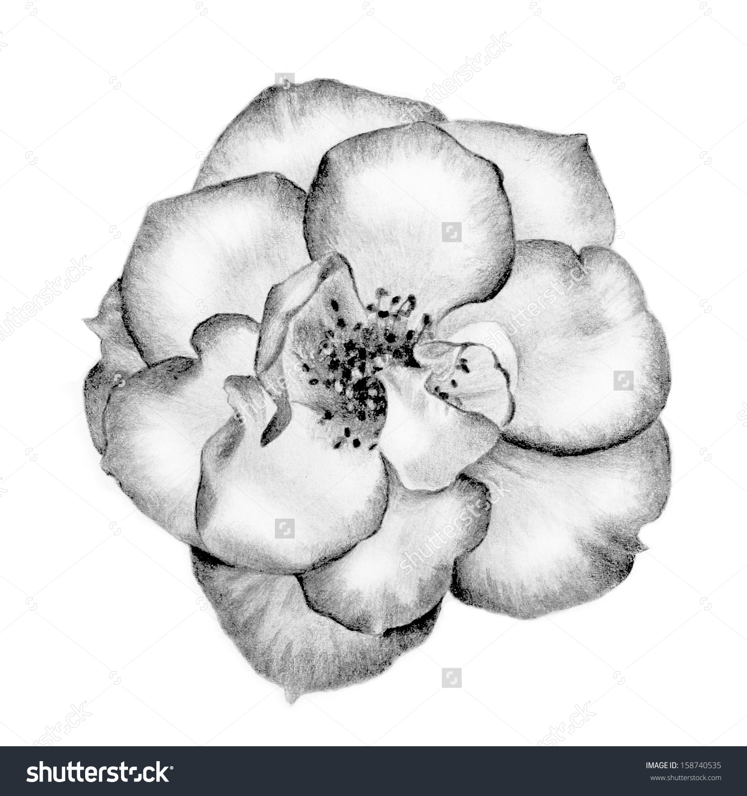 1500x1600 Pencil Sketch Of A Rose Beautiful Hand Drawn Wild Rose Pencil - Wild Rose Sketch