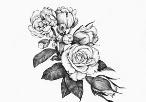 300x210 Rose Drawings In Black And White Wild Rose Flower. Drawing And - Wild Rose Sketch