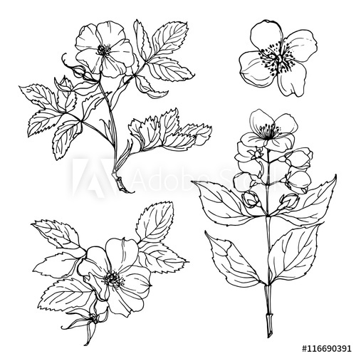 500x500 Set Of Flowers Painted Line On A White Background. Vector Sketch - Wild Rose Sketch
