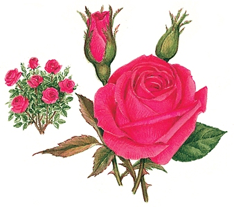 338x300 Sketch Of Rose, Rose Sketch, Rose Sketches, Rose Sketch Drawings - Wild Rose Sketch