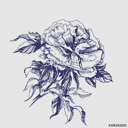 500x500 Sketch Blooming Branch Of Wild Rose. Element For Your Design - Wild Rose Sketch