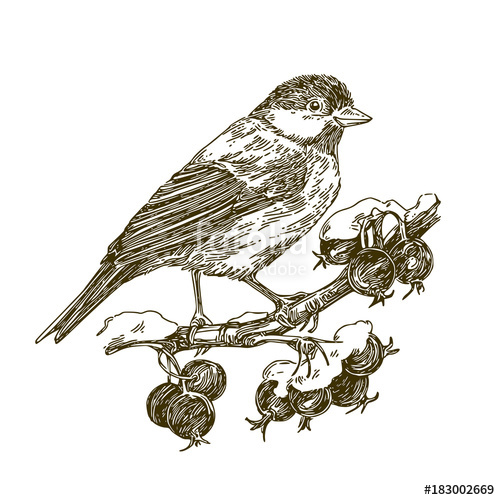 500x500 Titmouse Bird Sitting On Snow Covered Branch Of Wild Rose - Wild Rose Sketch