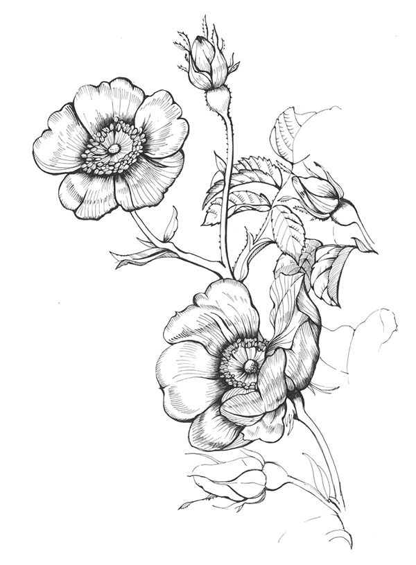 600x815 Wild Rose - Wild Rose Sketch