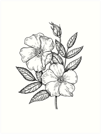 413x549 Wild Rose Botanical Drawing Art Prints By Epine Redbubble - Wild Rose Sketch