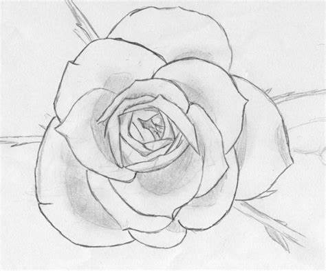 474x393 Wild Rose Bush Drawing. Wild Rose Bush Plant Stock Photo - Wild Rose Sketch