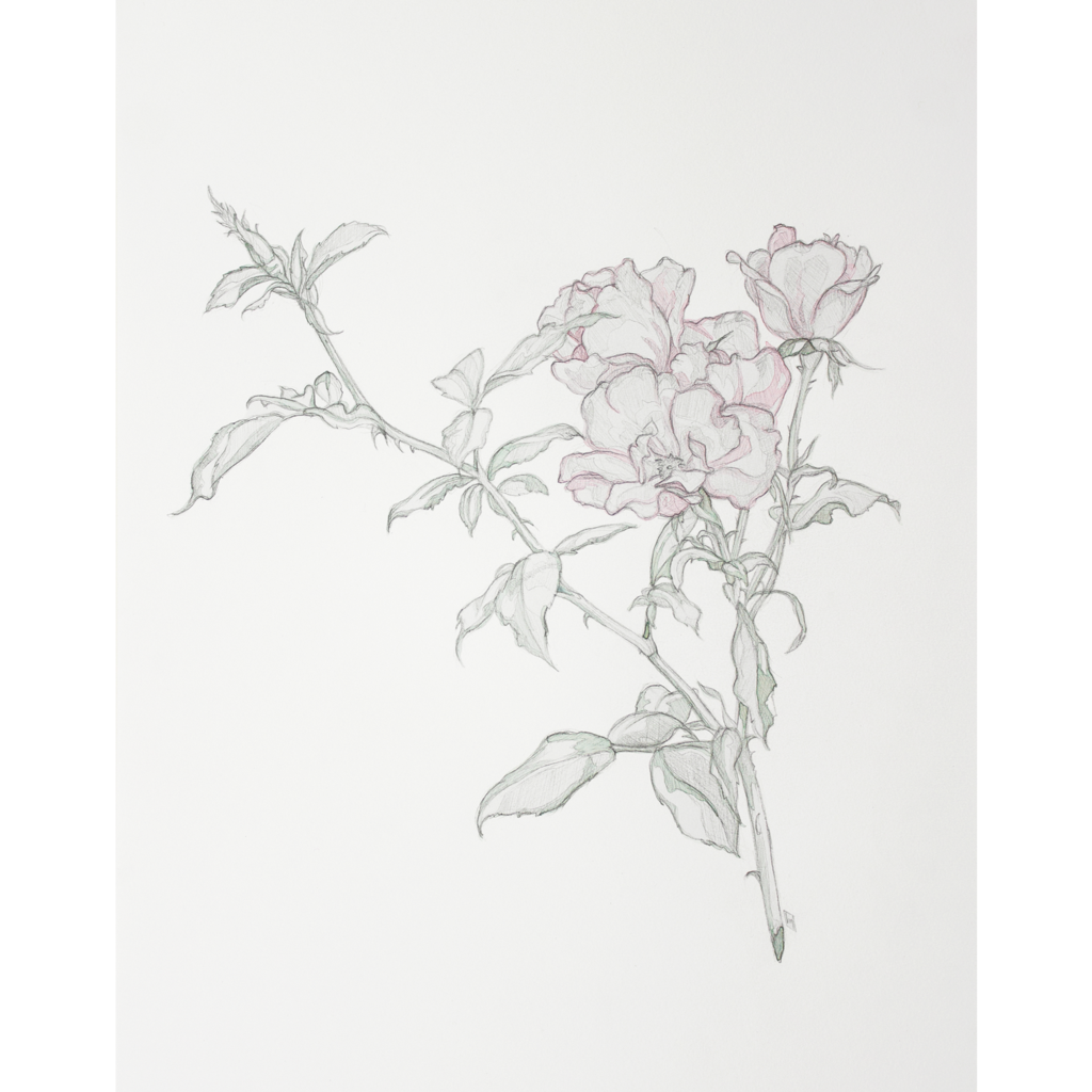 1024x1024 Wild Rose Drawing Study Maddie Huddle Art - Wild Rose Sketch