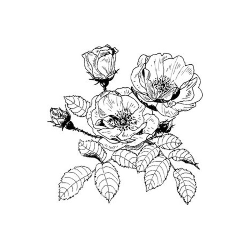 800x800 Wild Rose Mounted Stamp - Wild Rose Sketch