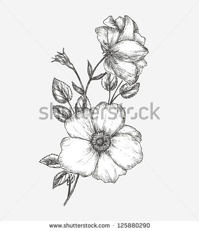 405x470 Drawings Of Wild Rose Wild Rose Flower Drawing Wild Rose - Wild Rose Sketch