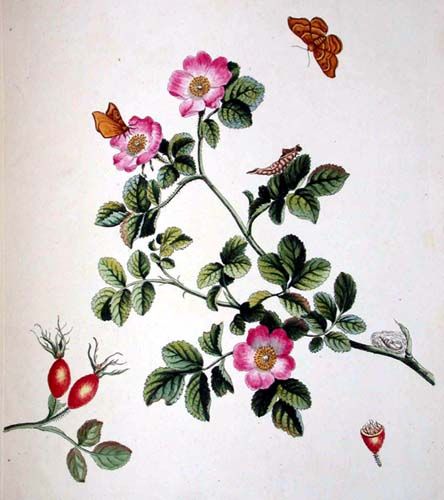 444x500 Wild Rose Drawings - Wild Rose Sketch