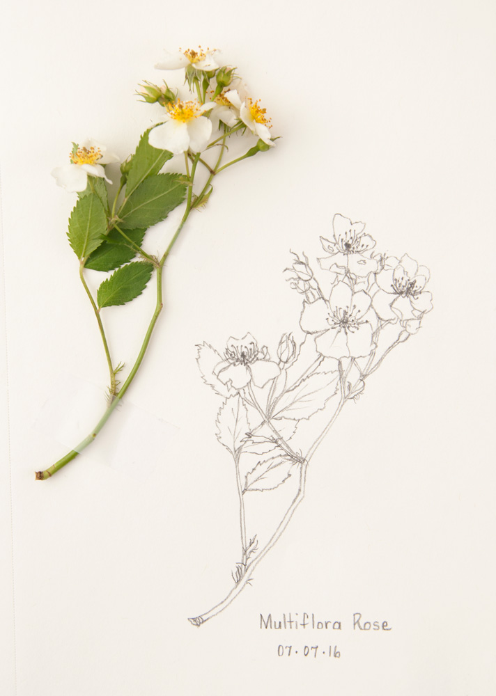 712x1000 Wild Roses Archives - Wild Rose Sketch
