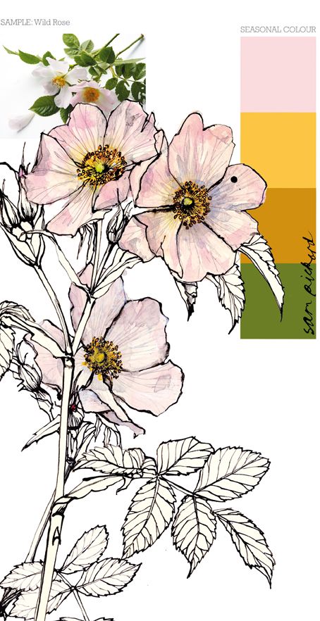 454x882 Devi Kirsch (Devikirsch) - Wild Rose Sketch
