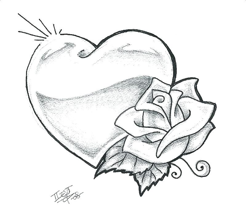 800x679 Flower Line Drawing Clip Art Free Wild Rose Flowers Drawing - Wild Rose Sketch