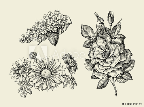 500x372 Flower. Hand Drawn Sketch Dogrose, Rosehip, Wild Rose, Bird Cherry - Wild Rose Sketch