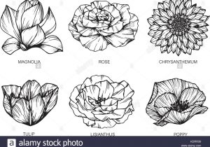 300x210 Flowers Drawing Pics Wild Rose Flowers Drawing And Sketch Line Art - Wild Rose Sketch