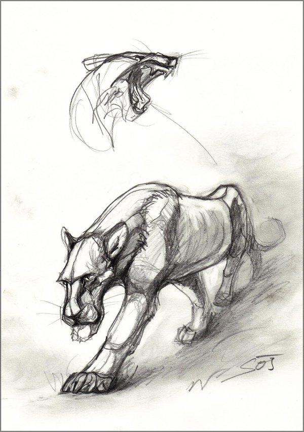 600x852 Wild Cat Sketch By Theurbanfox - Wild Sketch