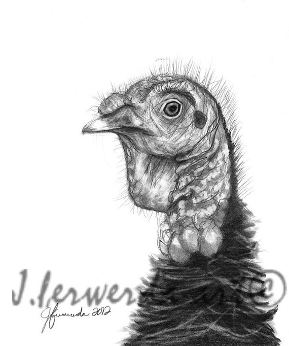 570x682 Pencil Drawing Print Turkey Bird Day 306 Etsy - Wild Turkey Sketch