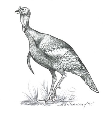 Wild Turkey Sketch at PaintingValley.com | Explore collection of Wild ...