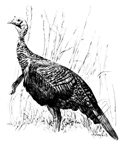 Wild Turkey Sketch at PaintingValley.com | Explore collection of Wild ...