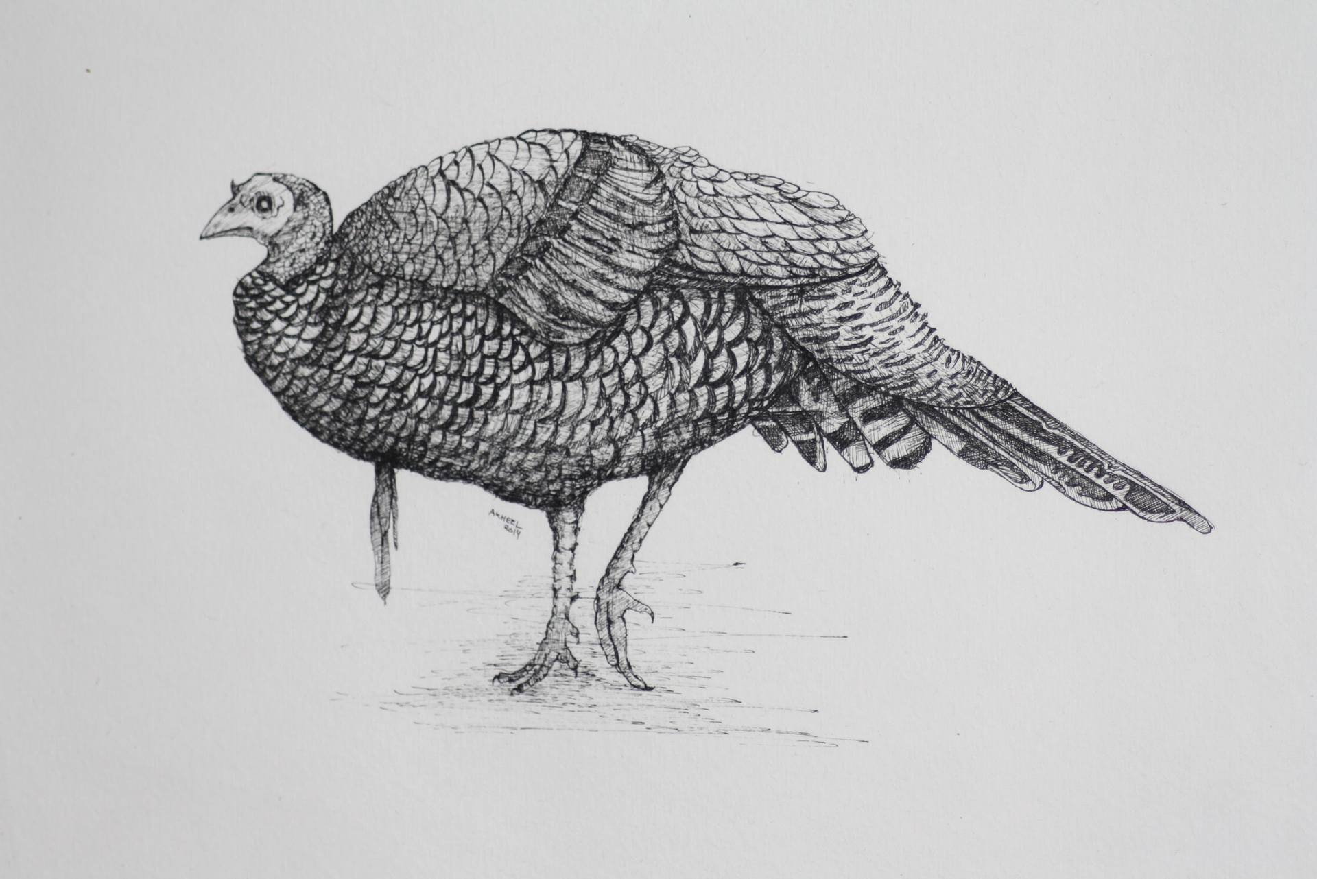 Wild Turkey Sketch at Explore collection of Wild