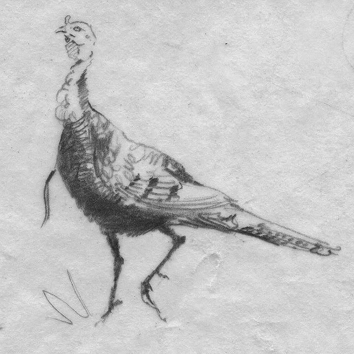 720x720 Sandy Scott Art - Wild Turkey Sketch