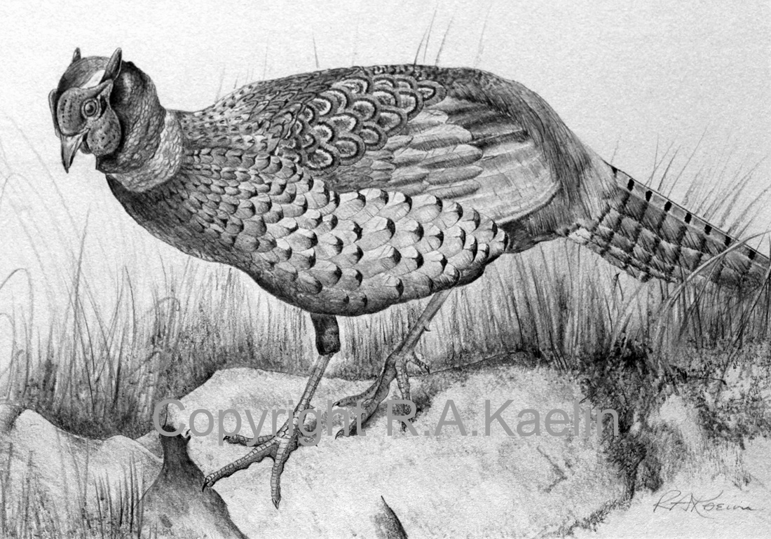 1100x769 Turkey Sketch Wild Turkey Drawings - Wild Turkey Sketch