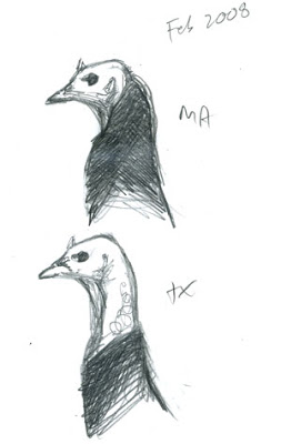 253x400 Variation In Wild Turkey - Wild Turkey Sketch