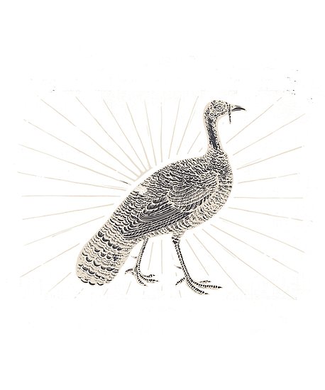 458x550 Vintage Thanksgiving Wild Turkey Image Posters By Bestkepthush - Wild Turkey Sketch