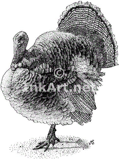 486x650 Wild Turkey (Meleagris Gallopavo) Stock Art Illustration - Wild Turkey Sketch