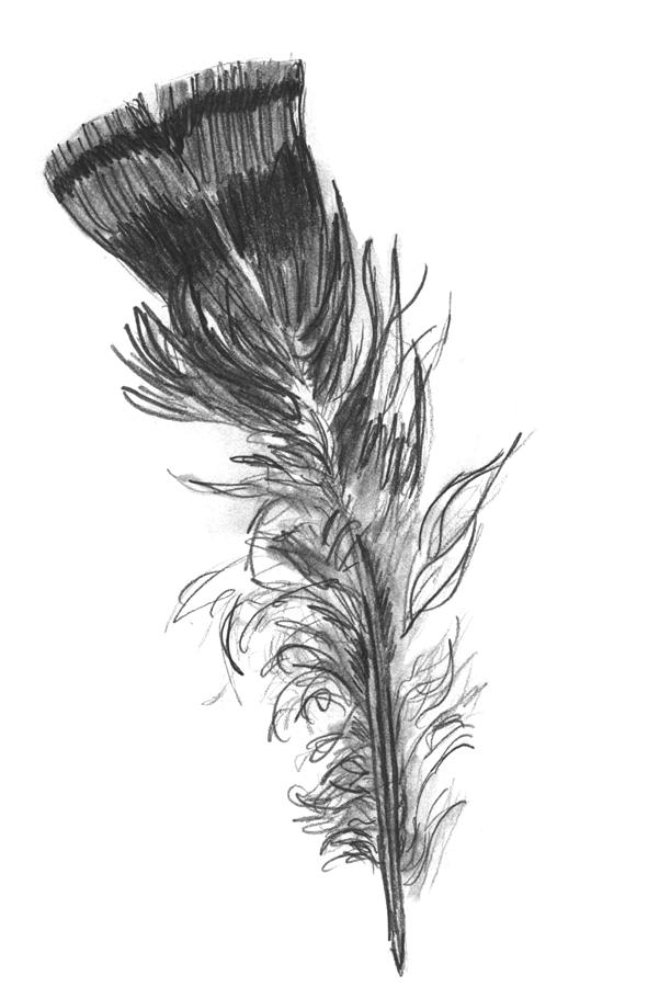591x900 Wild Turkey Feather Drawing By Kevin Callahan - Wild Turkey Sketch