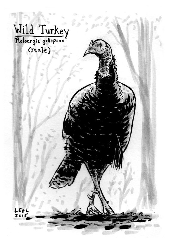 570x827 Wild Turkey Ink Sketch Etsy - Wild Turkey Sketch