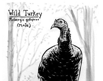 340x270 Wild Turkey Drawing Etsy - Wild Turkey Sketch