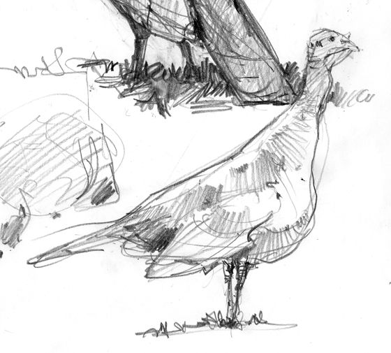 560x505 Wild Turkey Field Sketch, New Hampshire The Farm Cabin - Wild Turkey Sketch