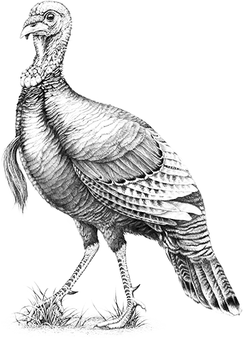 354x494 Collection Of Free Turkey Drawing Wild. Download On Ubisafe - Wild Turkey Sketch