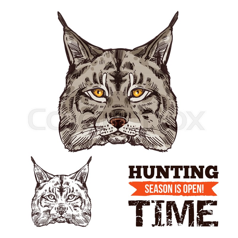 800x800 Lynx Animal Sketch For Hunting Sport Open Season. Wild Cat Or - Wildcat Sketch