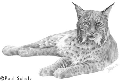 Wildcat Sketch at PaintingValley.com | Explore collection of Wildcat Sketch