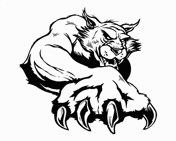 600x480 Photos - Wildcat Sketch