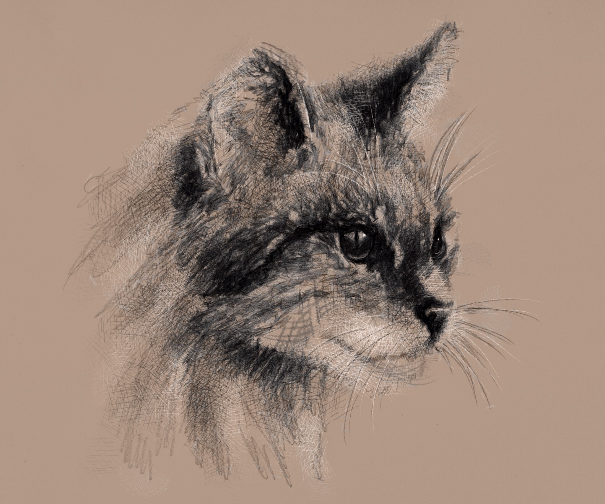 2048x1707 Scottish Wild Cat - Wildcat Sketch