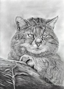 218x300 Wildcat Drawings - Wildcat Sketch