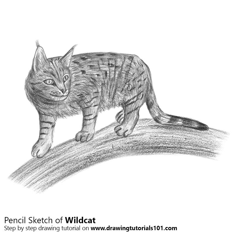 800x800 Wildcat Pencil Drawing - Wildcat Sketch