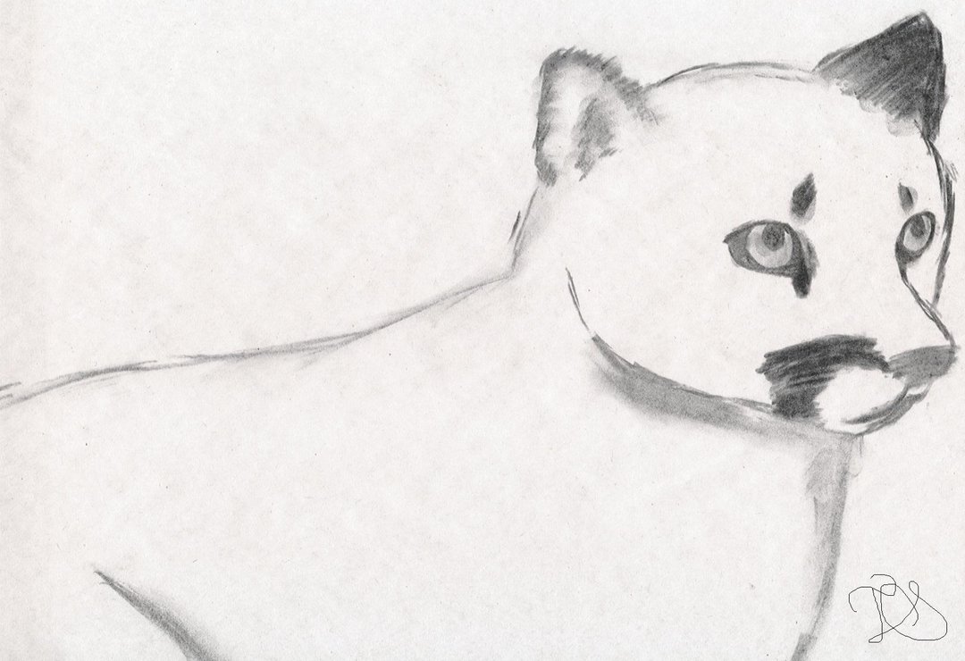 1080x740 Wildcat Sketch By Shadowedstar213 - Wildcat Sketch