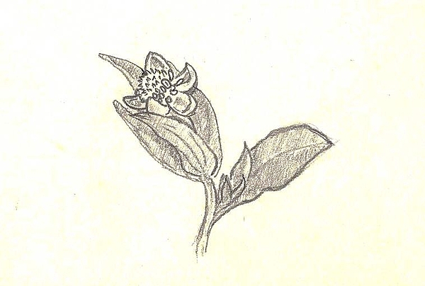 600x404 The First Wildflower Of Spring Field Sketch Drawing By Dawn Senior - Wildflower Sketch